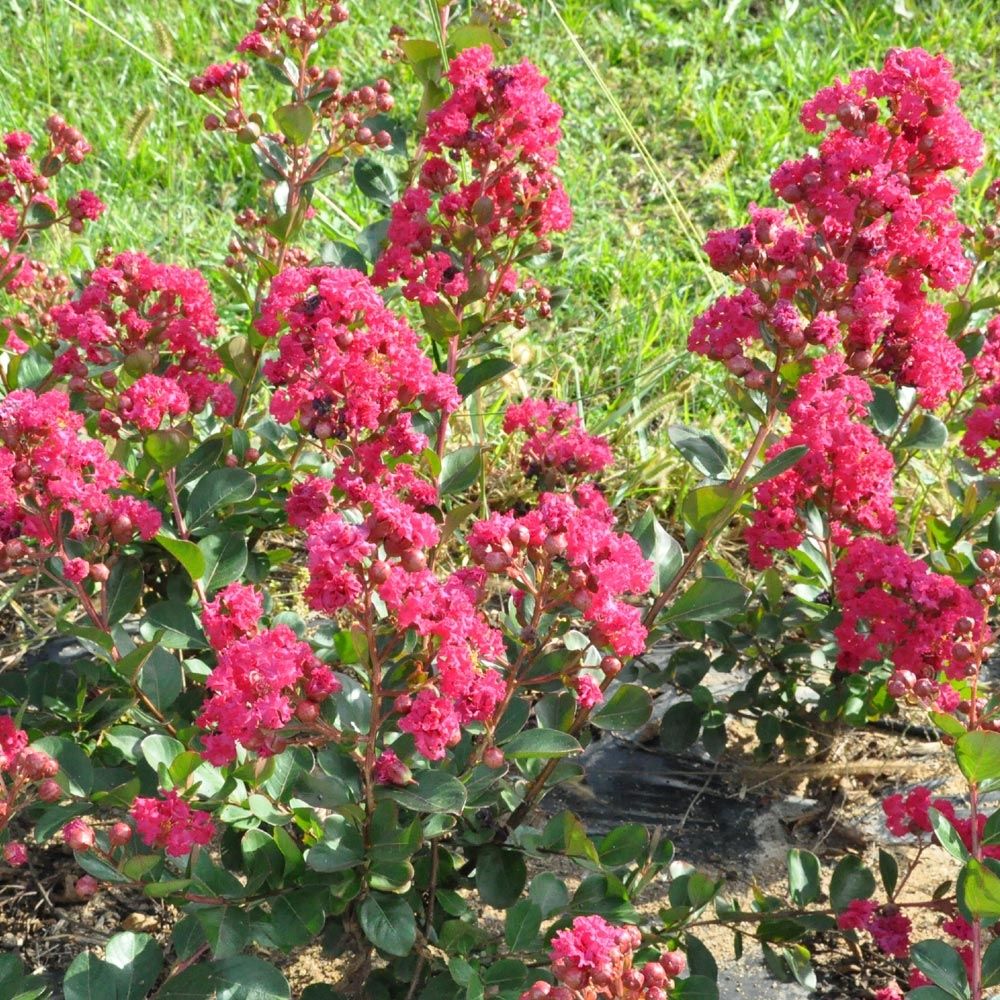 Lagerstroemia INDIYA CHARMS ® BRAISE D'ETE ®