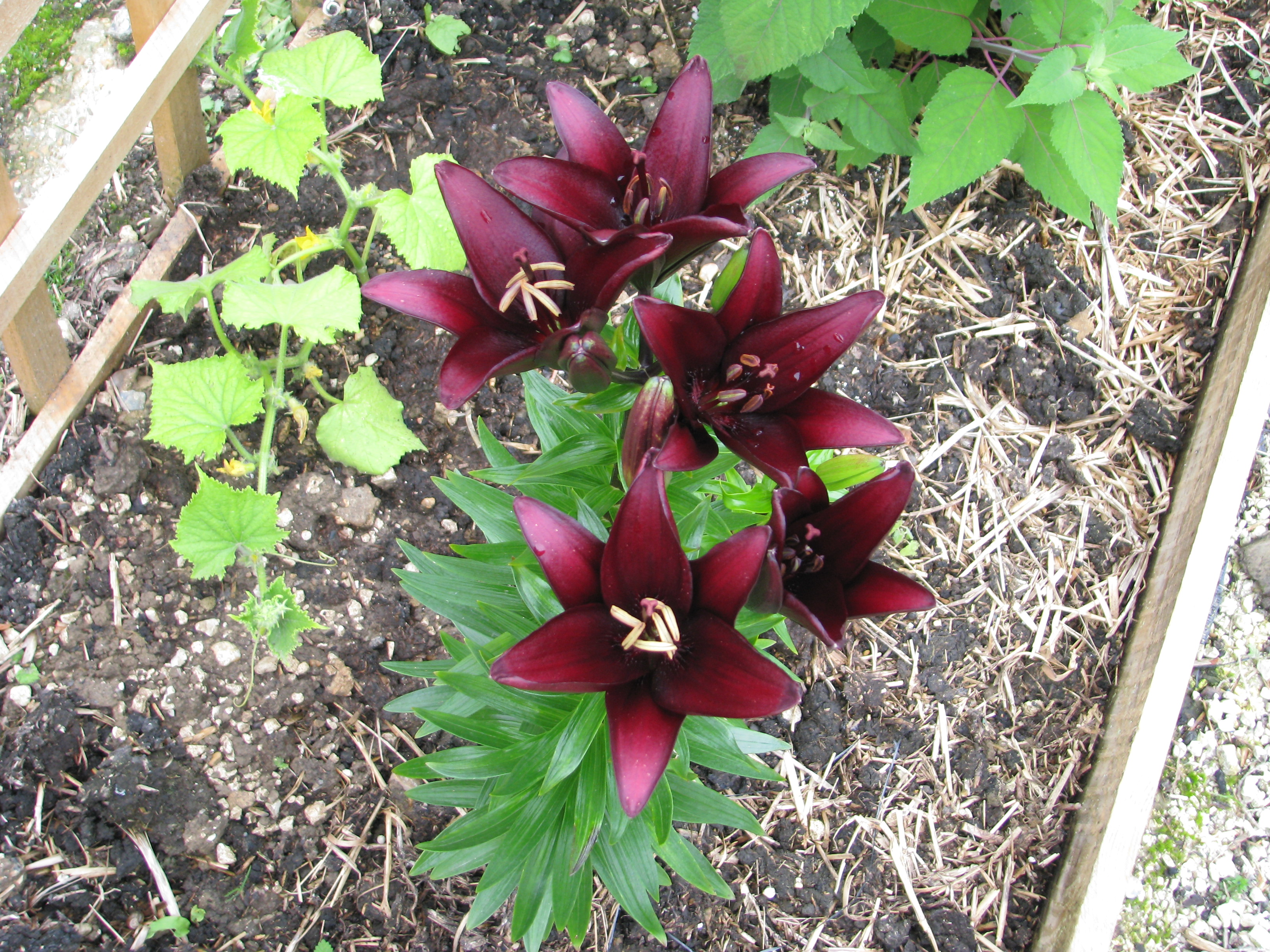 Lilium 'Landini', hybride asiatique pourpre foncé presque noir — Cephas / Wikimedia Commons, CC BY-SA 4.0