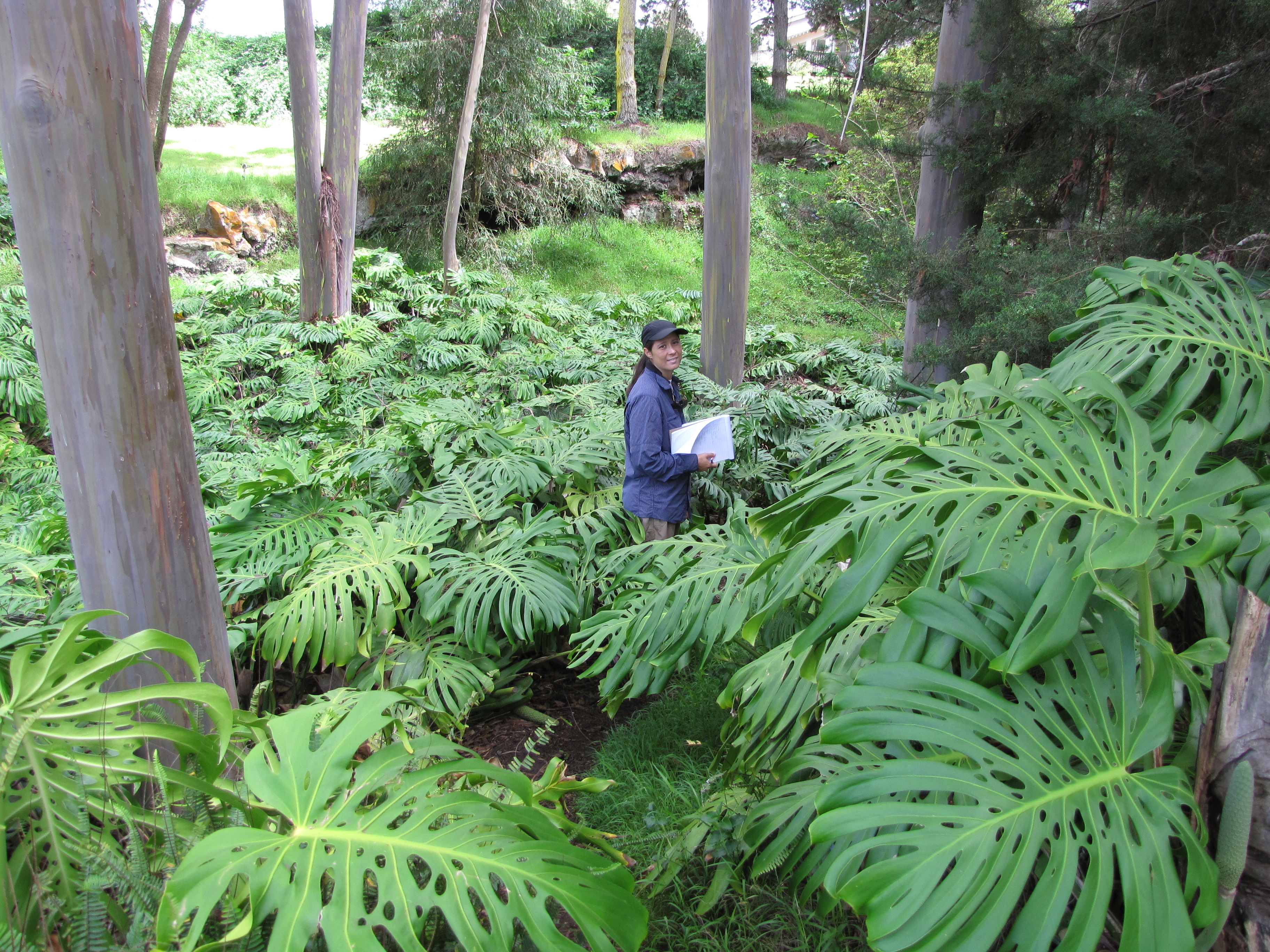 Forêt tropicale du Costa Rica montrant Monstera deliciosa en situation naturelle