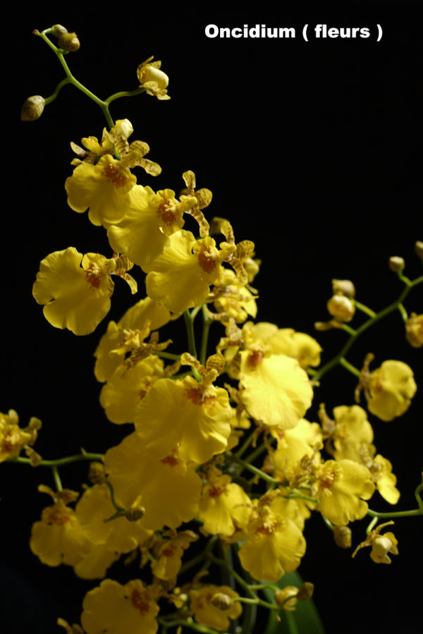 Oncidium in bloom
