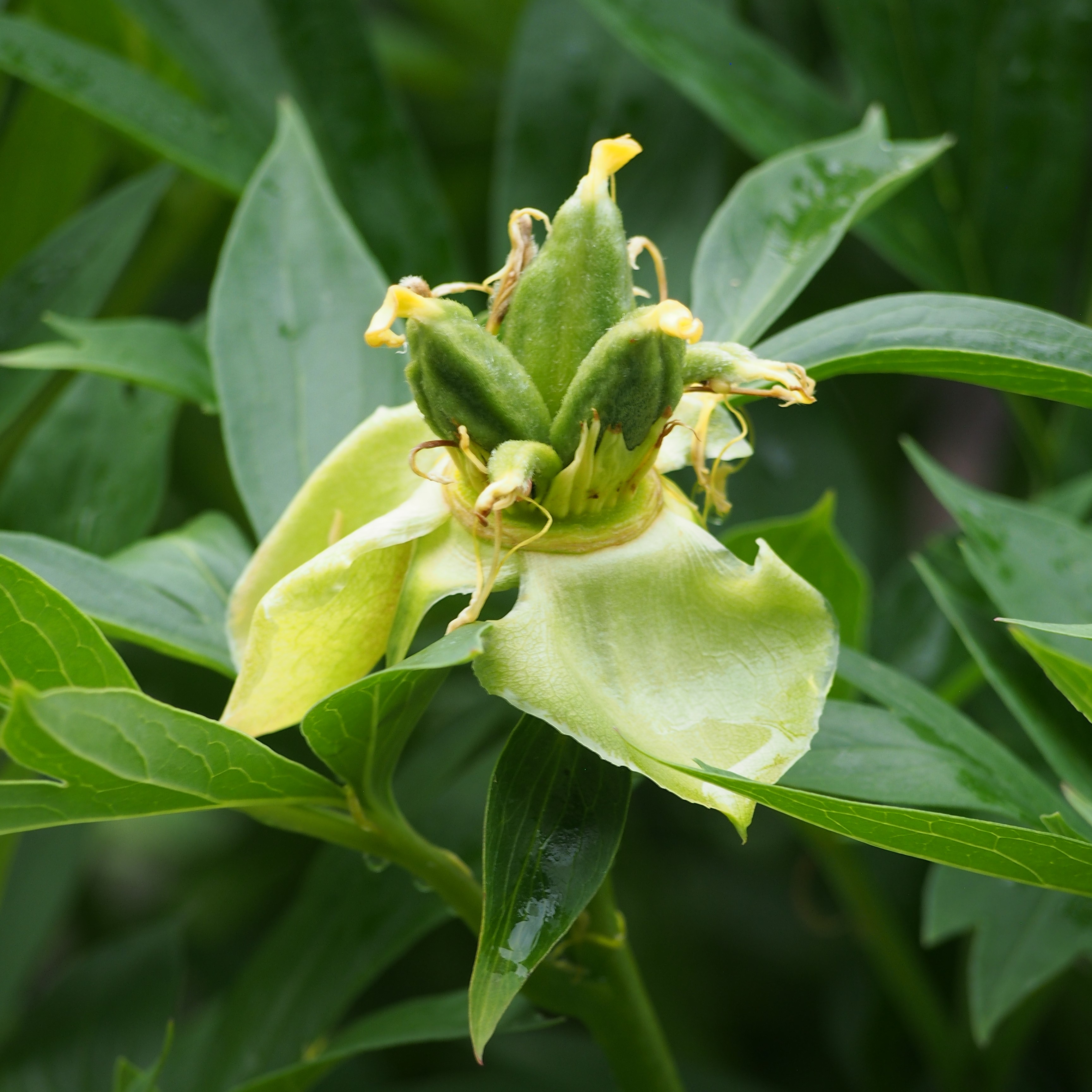 Pivoine hybride Itoh 'Bartzella', fleurs jaunes semi-doubles