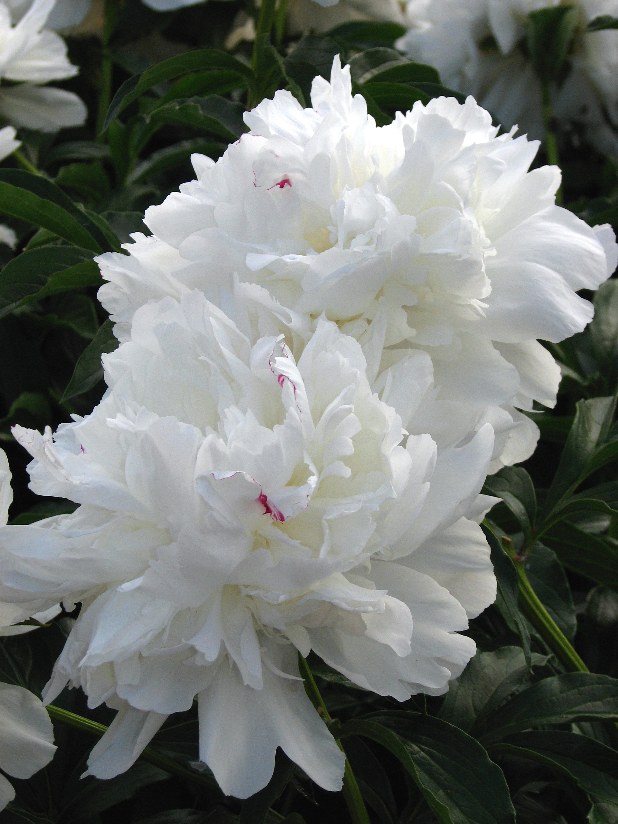 Paeonia lactiflora 'Festiva Maxima', pivoine double blanche créée par Miellez en 1851