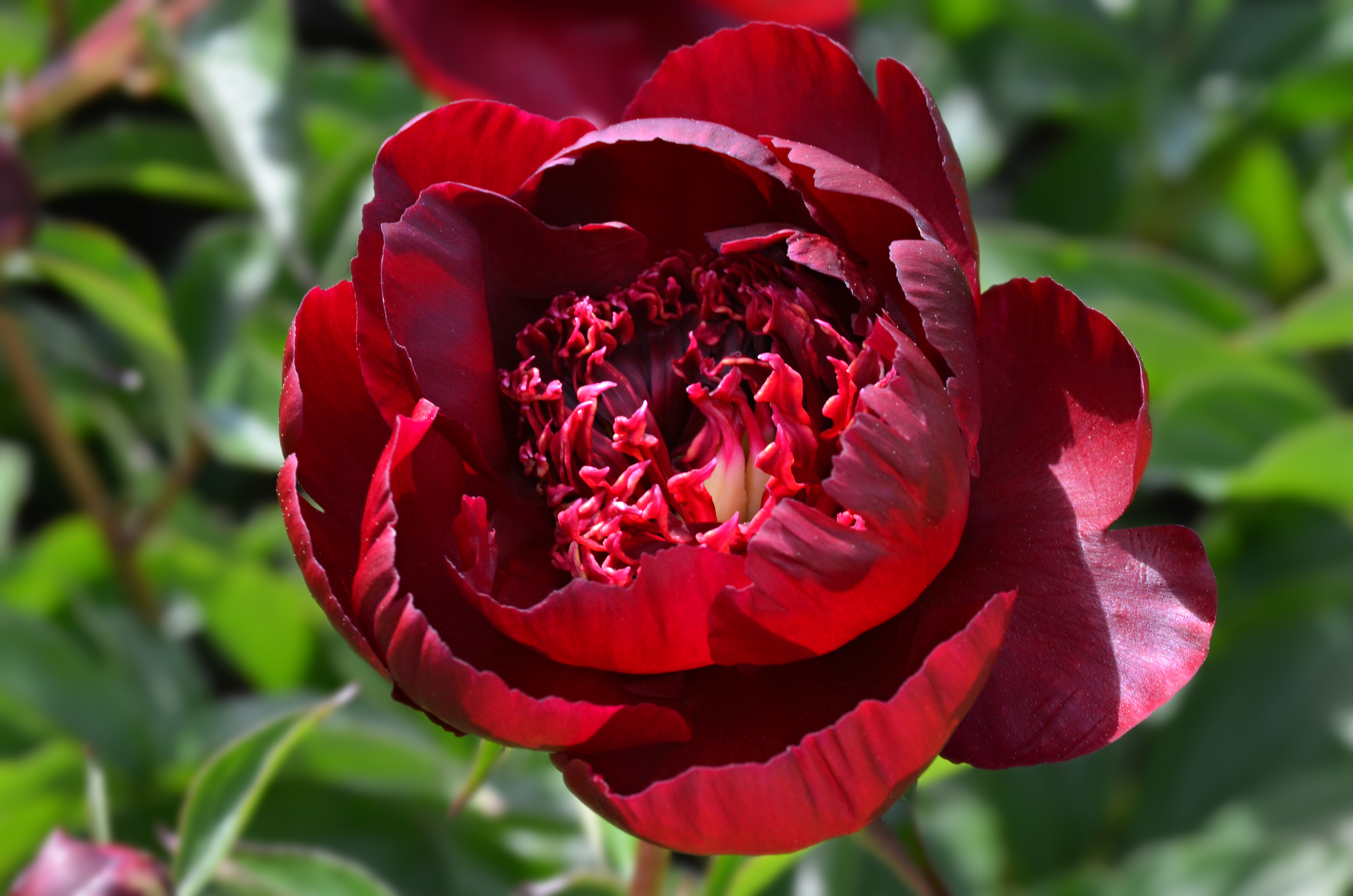 Paeonia lactiflora en fleur, pivoine herbacée blanche