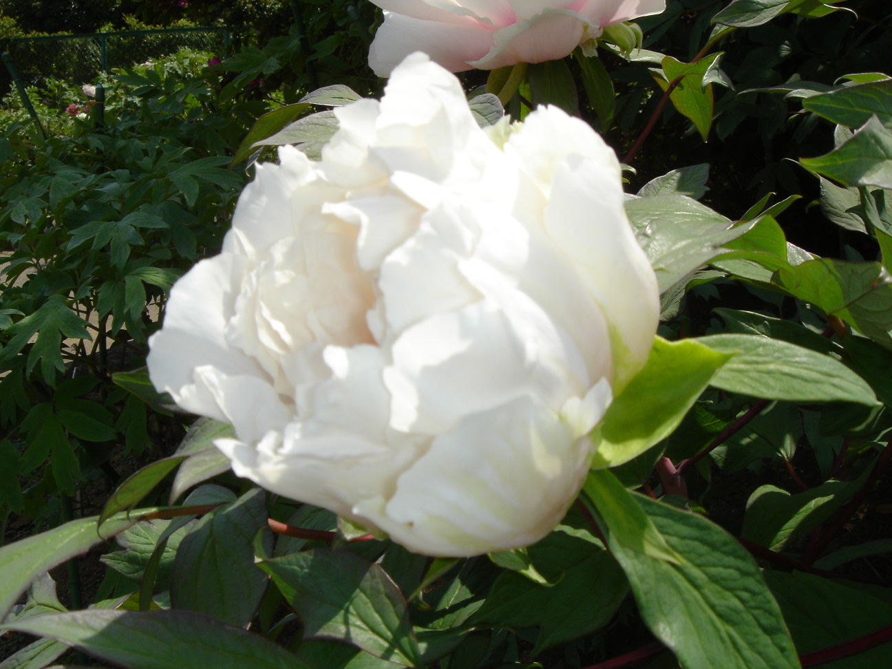 Paeonia suffruticosa, pivoine arbustive à grandes fleurs roses