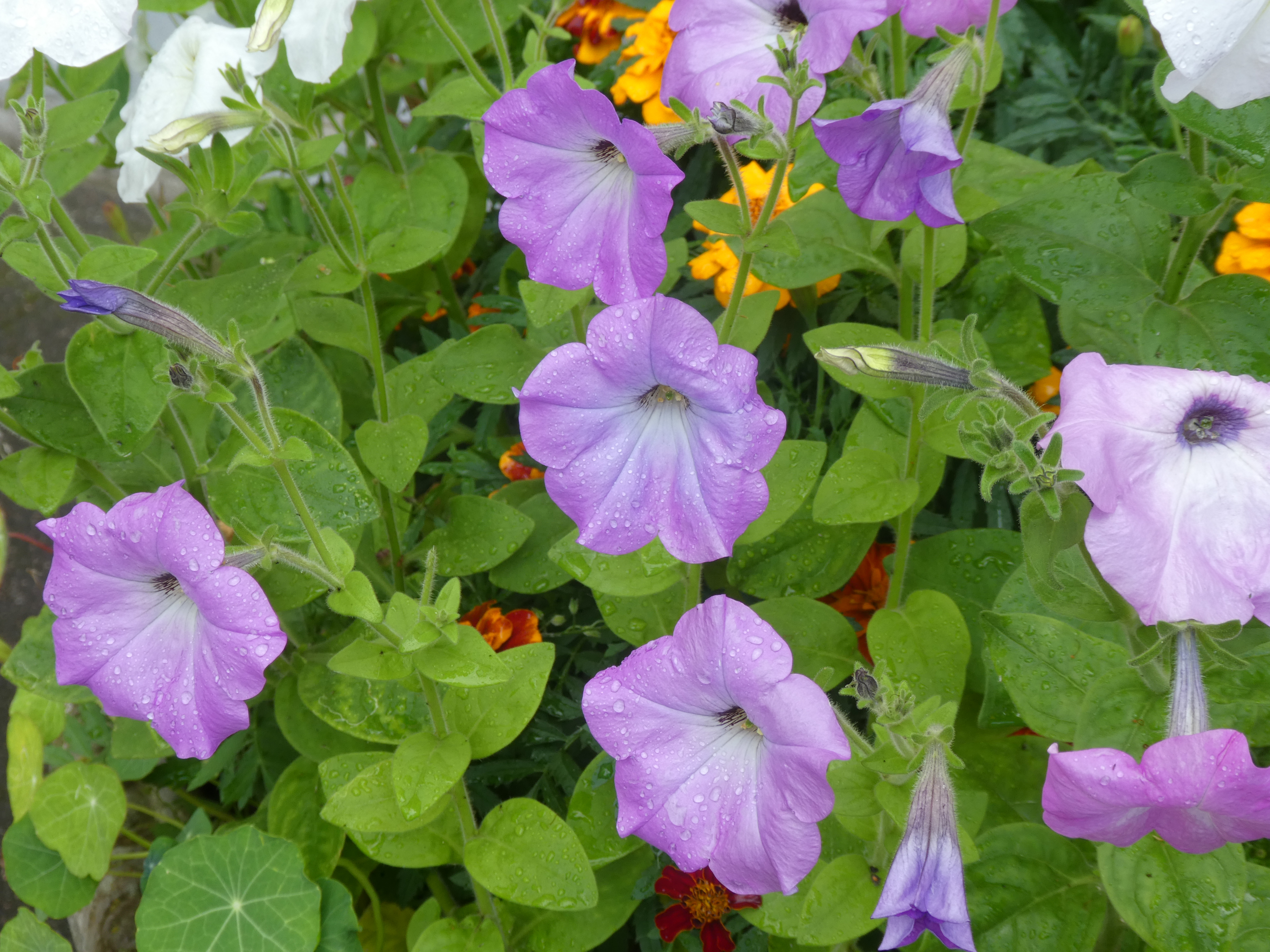 Petunia in Lomonosov, Saint Petersburg, Russia
