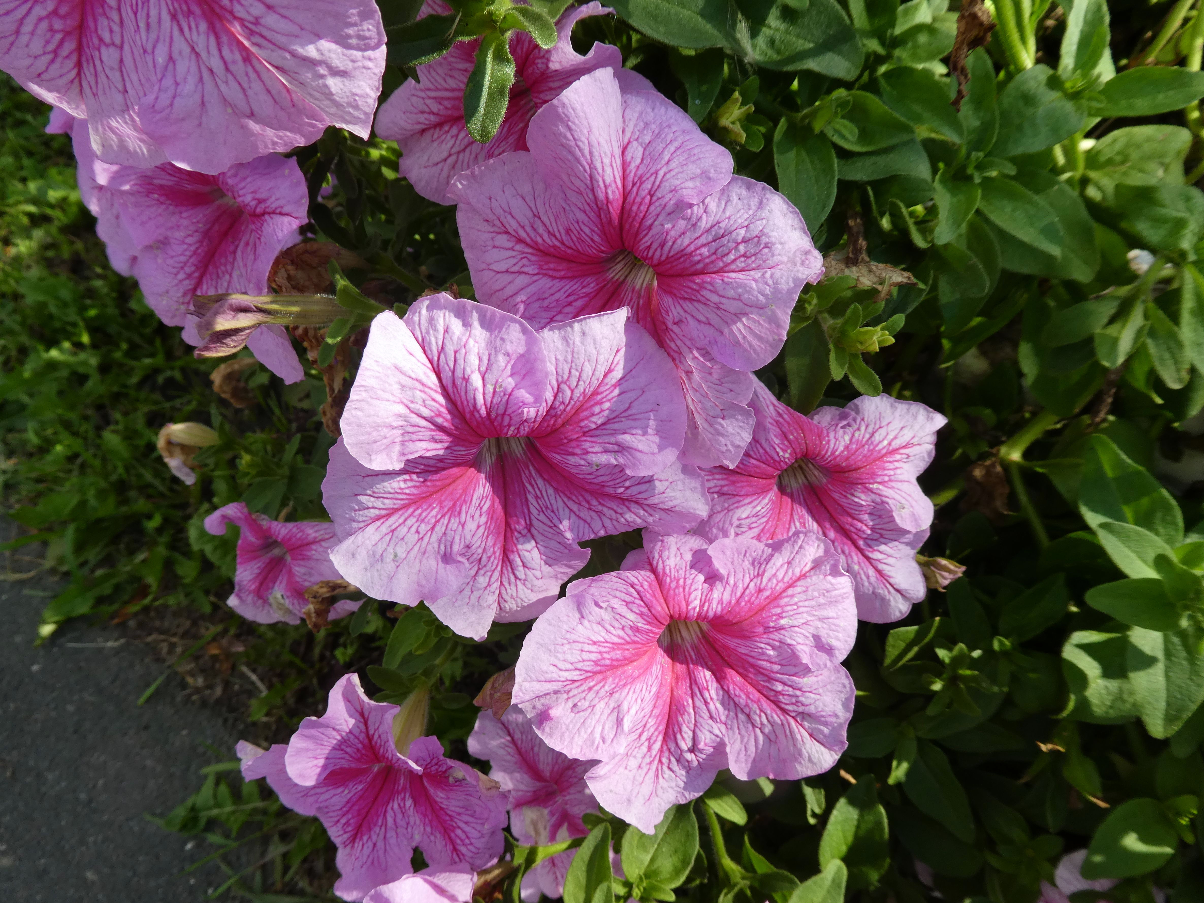 Petunia in Peterhof, Saint Petersburg, Russia