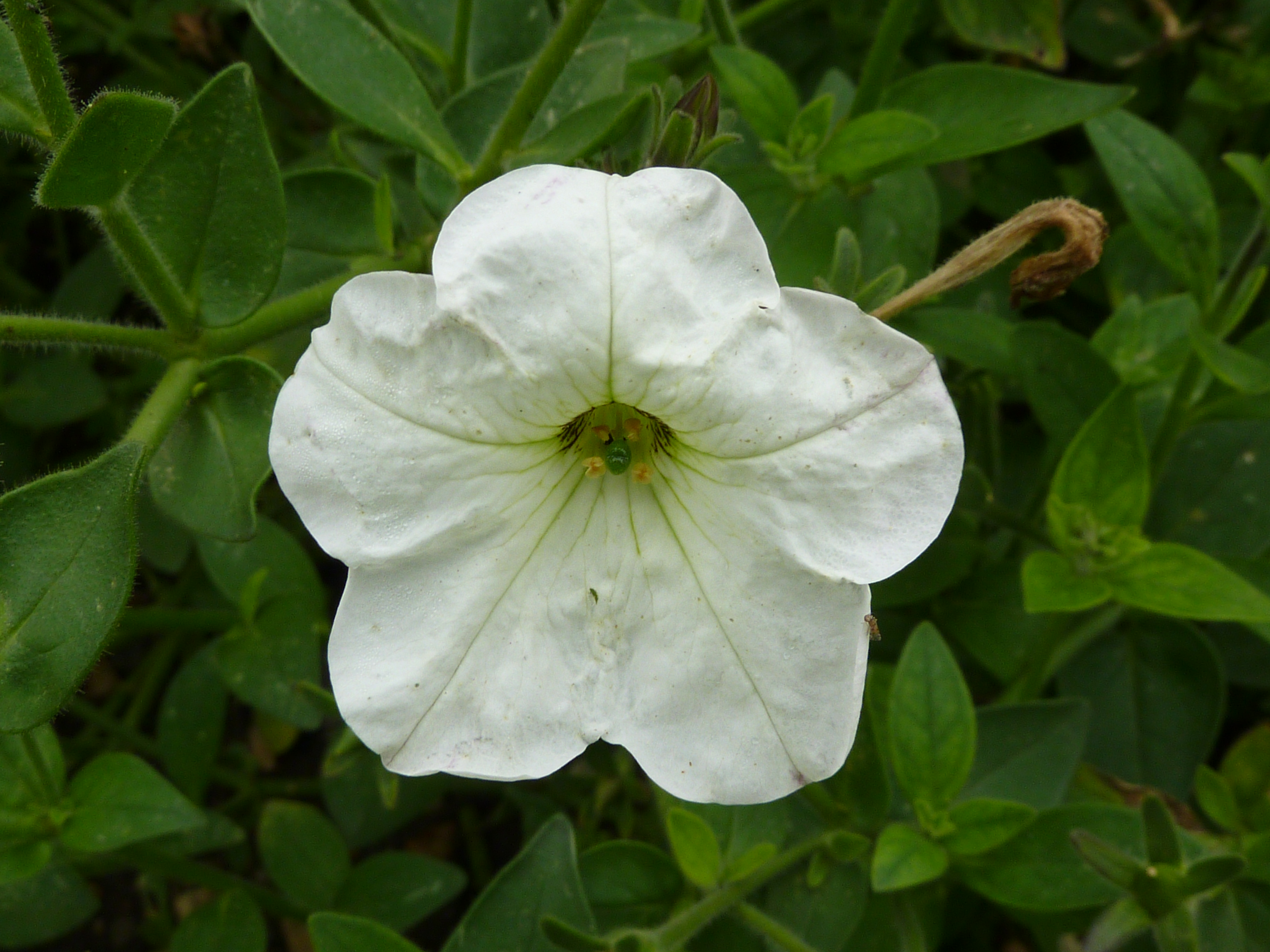 Petunia axillaris, Cambridge University Botanic Garden