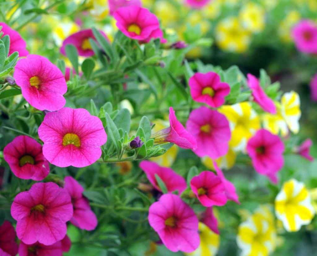 Petunia (c) Jardiner Malin
