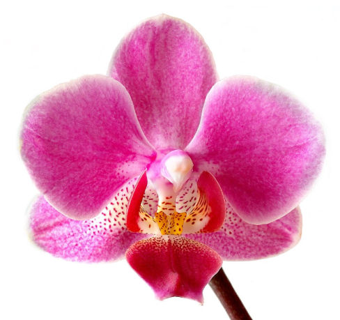 Phalaenopsis in bloom