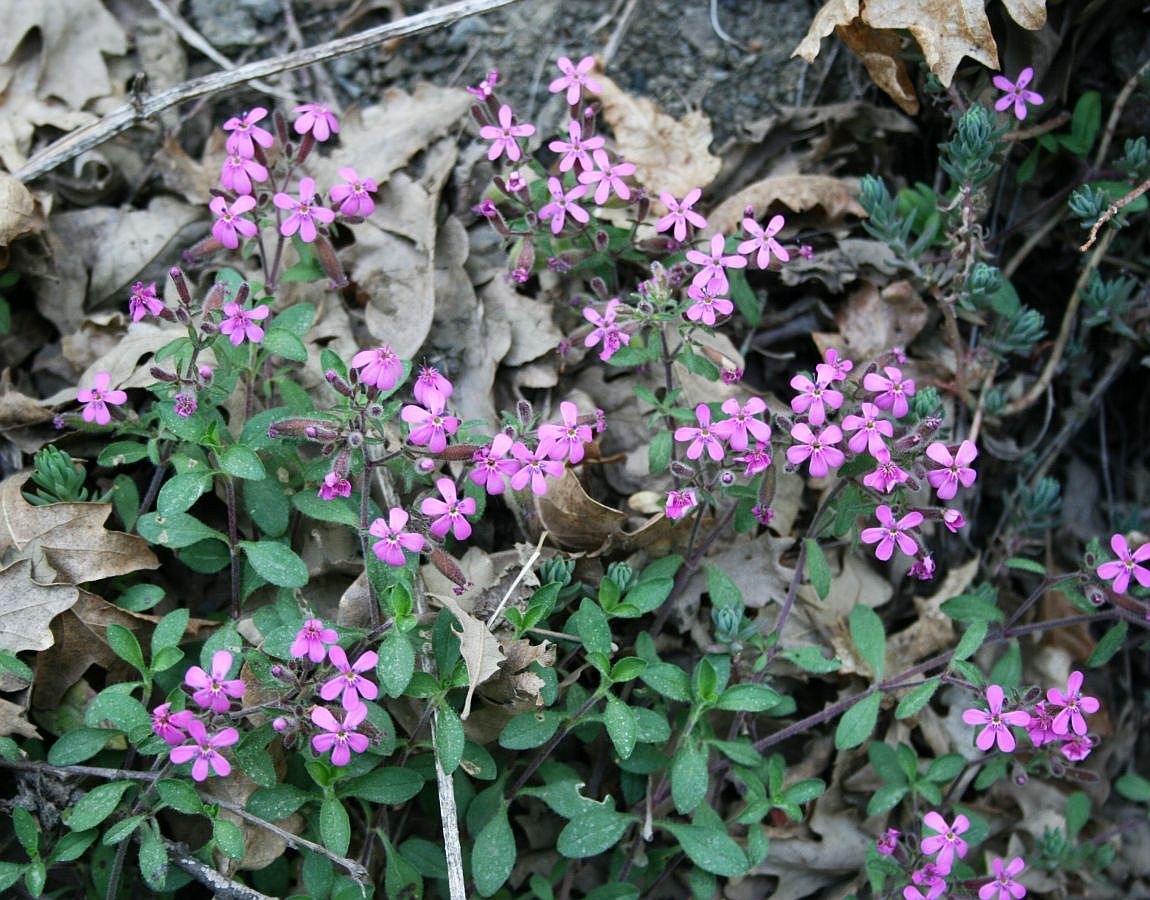 Saponaria ocyroides en cascade sur pierres — Wikimedia Commons, CC0 1.0