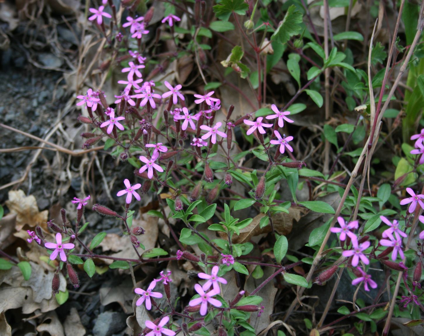 Fleurs roses étoilées de Saponaria ocyroides — Wikimedia Commons, CC BY-SA 3.0