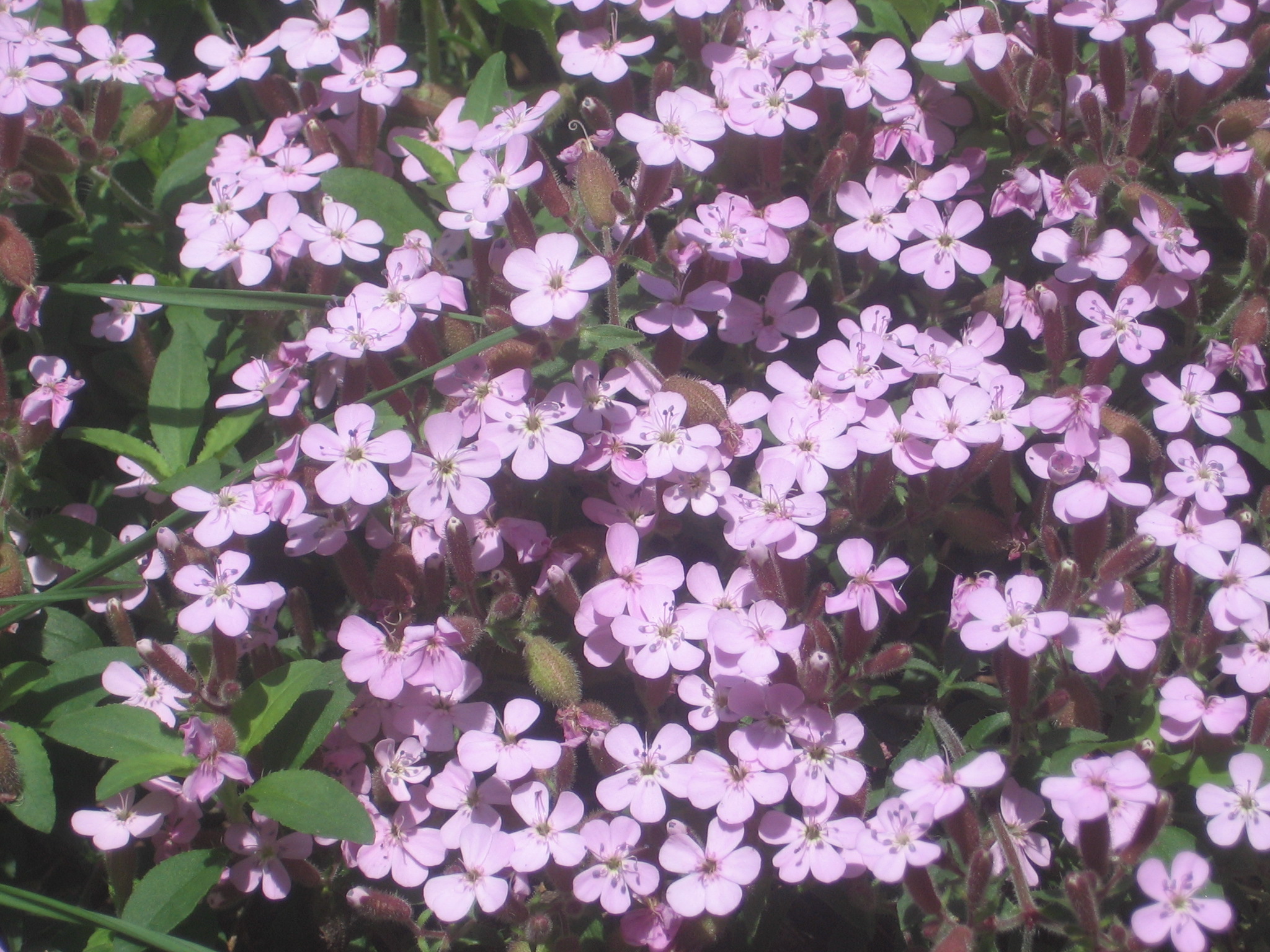 Saponaria ocyroides en port tapissant — Wikimedia Commons, CC0 1.0
