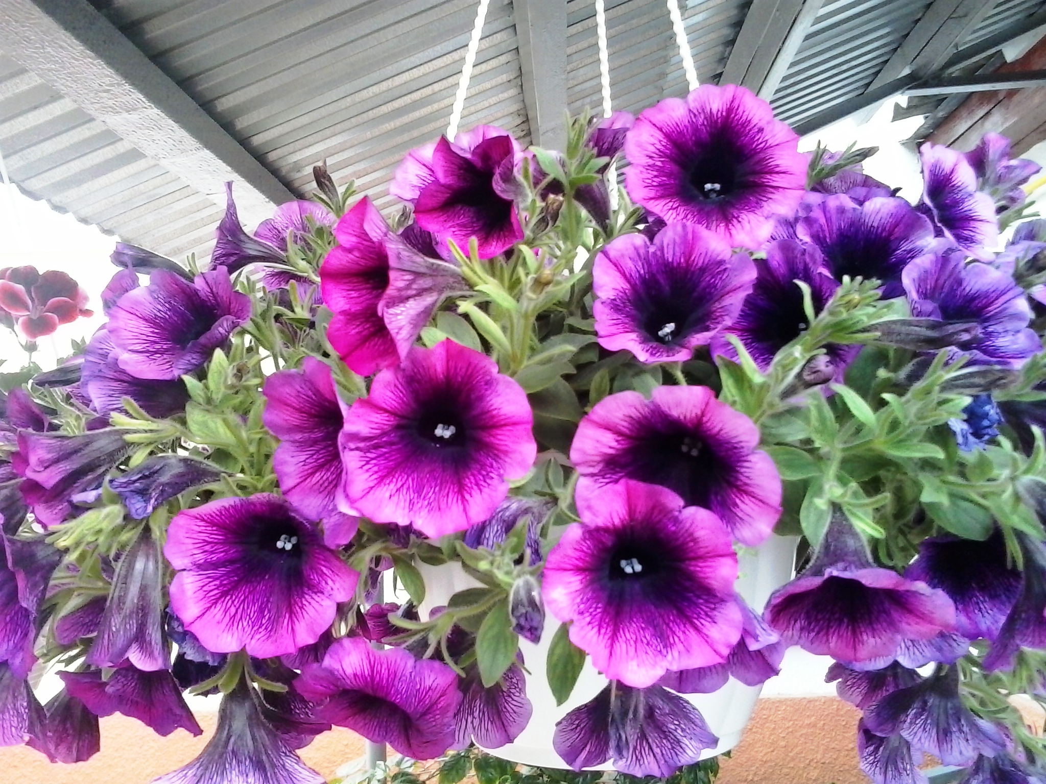 Surfinia en fleurs roses